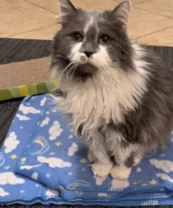 Sheba Wet Food PERFECT PORTIONS Paté Adult Wet Cat Food Trays (24 Count, 48 Servings), Delicate Salmon Entrée, Easy Peel Twin-Pack Trays , 1.32 Ounce (Pack of 48) 1.32 Ounce (Pack of 48) 39 616CYlkqcFL