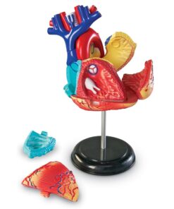 Alternative view of Learning Resources Human Heart Model, Working Heart Model, Anatomy for Kids, Human Body Heart Model, Educational Model, Ages 8+