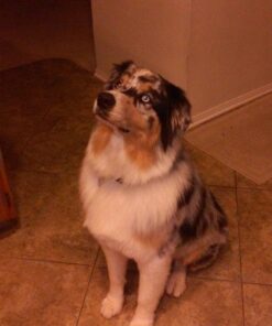 Milk-Bone Brushing Chews Daily Dental Dog Treats, Large, 20 Count 20 Treats 17 616HAkMPYEL