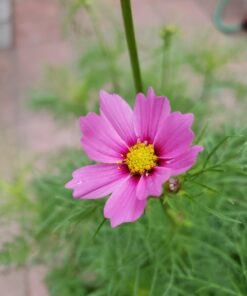 Eden Brothers Southwest Wildflower Mixed Seeds for Planting, 1/4 lb, 120,000+ Seeds with Cornflower, Blanket Flower | Attracts Pollinators, Plant in Spring or Fall, Zones 3, 4, 5, 6, 7, 8, 9, 10 1/4 Pound 14 616QRFnY8aL