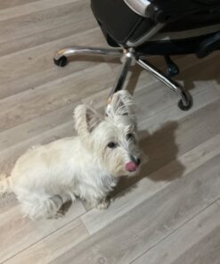 PURINA Busy Made in USA Facilities Toy Breed Dog Bones, Tiny - 30 ct. Pouch 30 Count (Pack of 1) 36 616Qg046uL