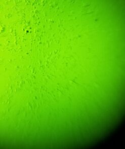 Fairhaven Health Fertile Focus Ovulation Test Kit - Women's Fertility Tracker and Predictor - 3 Days in Advance - Ovulation Kit - Accurate, Reusable Home Saliva Test - Results in Five Minutes 53 616ThzTS3wL