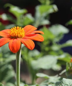 Outsidepride Tithonia Speciosa Red Mexican Sunflower Garden Cut Flowers - 1000 Seeds 43 616a4jW0DL