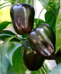 Sweet Bell Pepper Black Horse Seeds Heirloom Vegetable for Planting Giant Non GMO 30 Seeds 18 616o2v5ERiL