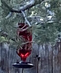 Perky-Pet 8109-2 Antique Glass Bottle Hummingbird Feeder-16-Ounce Capacity, Red beige 1 Count (Pack of 1) Elegant 32 616tRAqbReL