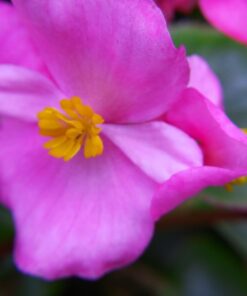 4K Video Camera Camcorder, 30MP UHD Wifi IR Night Vision Video Recorder with IR Flashlight, Vlogging Camera for YouTube Filming, 30X Digital Zoom Touch Screen Video Camera with Remote, Wide Angle 57 617 4HcIfSL