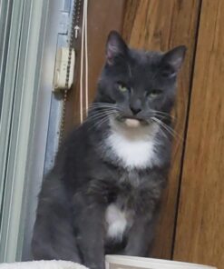 FELINE GREENIES SMARTBITES Skin & Fur Crunchy and Soft Natural Cat Treats, Salmon Flavor, 2.1 oz. Pack 2.1 Ounce (Pack of 1) 38 617E8KL131L