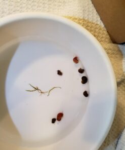 Ramshorn Snails, Algae Eater, Live Snails for Freshwater Aquariums - 1/8 to 1/2 inch (5 Snails) 5 Snails 16 617P1eAs5JL