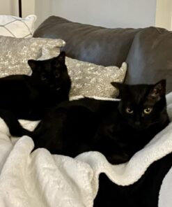 FELIWAY MultiCat Calming Pheromone, 30 Day Refill - 1 Pack 28 617VULzdONL