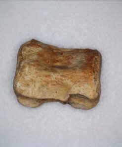 Celestron - 5 MP Digital Microscope Pro - Handheld USB Microscope Compatible with Windows PC and Mac - 20x-200x Magnification - Perfect for Stamp Collecting, Coin Collecting Handheld Digital Microscope Pro 76 617ZFbRleL