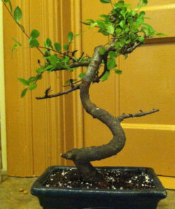 Brussel's Live Chinese Elm Outdoor Bonsai Tree - 5 Years Old; 6" to 8" Tall with Decorative Container Small CERAMIC POT 46 617evwD2xDL