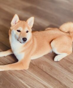 Solid Gold SeaMeal Multivitamin for Cats & Dogs - Kelp Powder Cat & Dog Supplement - Omega 3 & Digestive Enzymes for Skin & Coat, Gut + Immune Support - 1 LB 54 617kEaC6HgL 1