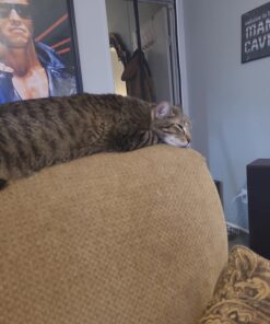 Milk-Bone Original Dog Biscuits, Medium Crunchy Dog Treats, 10 Pound 28 617pKBIgAjL