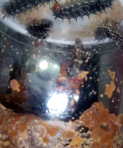 Insect Lore 5 Live Caterpillars Cup of Caterpillars Butterfly Kit Refill - Plus Butterfly Life Cycle Stages Toy Figurines - Shipped Now 48 617tn2L5wjL