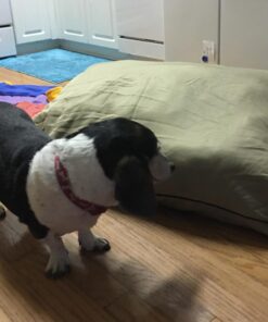 Majestic Pet Rectangle Large Dog Bed Washable – Non Slip Comfy Pet Bed – Dog Crate Bed Super Value Pillow Dog Bed – Dog Kennel Bed for Sleeping - Dog Bed Large Breed 46 x 35 Inch – Solid Khaki 46.0"L x 35.0"W x 7.0"Th 40 617xLyWujZL