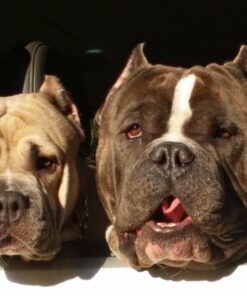 Eukanuba Adult Large Breed Dry Dog Food, 30 lb 30 Pound (Pack of 1) 34 617zF9cbmRL