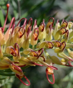 Nikon D7000 DSLR (Body Only) (OLD MODEL) Body Only Base 28 618 VWhVi3L