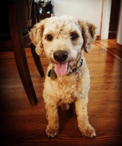 The Pet Portal Self Cleaning Dog Brush for Shedding Slicker Brush Cat Long Haired Pet Brush Grooming Deshedding Supplies - Small Pets Black 39 618087dycRL