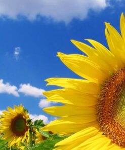 3M Multi-Use Duct Tape for Home & Shop,1.88 inches by 30 yards,2930-C,1 roll 25 6181ev B0AL