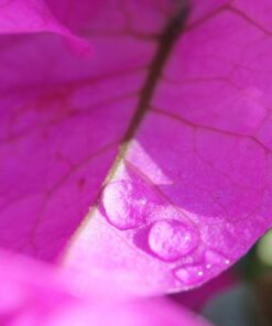 Meike MK-S-AF3B Auto Focus Extension Tube 10mm 16mm For Sony A7 A7M2 NEX 3 NEX 5 NEX 6 A6600 A5000 A6000 A6100 A6300 A6400 A6500 A9 57 6182sWOrC8L