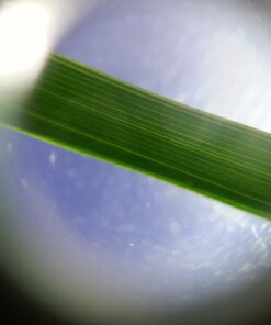 Ravensburger Science X Smartscope Science Kit 25 6183n1p10hL