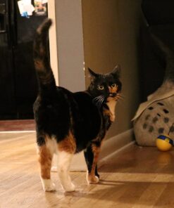 Purina ONE Natural Dry Cat Food, Tender Selects Blend With Real Chicken - 7 lb. Bag 39 6184iPifY8L