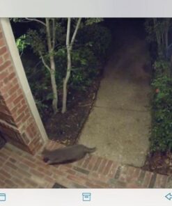 Google Nest Cam Outdoor 2-Pack - 1st Generation - Weatherproof Outdoor Camera - Surveillance Camera with Night Vision - Control with Your Phone 67 618AK6RLTBL