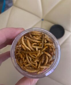 Fluker's Freeze Dried Insects - Mealworms, 1.7oz 29 618BpsFGJjL
