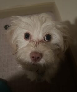 Milk-Bone MaroSnacks Dog Treats, Beef, 40 Ounce All Size Dogs 40 Ounce (Pack of 1) 30 618IeQ1HdnL