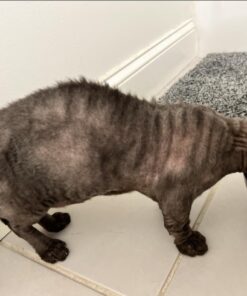 Purina ONE Natural Dry Cat Food, Tender Selects Blend With Real Salmon - 16 lb. Bag 16.00 Pound (Pack of 1) 37 618JzQeaBSL