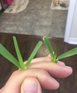 Great States 415-16 16-Inch Reel Mower Standard Full Feature Lawn Mower with T-Style Handle and Heat Treated Blades 16-Inch, 5-Blade Reel Only 41 618NpMXKFUL