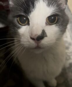 SENTRY Fiproguard for Cats, Flea and Tick Prevention for Cats (1.5 Pounds and Over), Includes 6 Month Supply of Topical Flea Treatments 33 618OHlJ7h7L