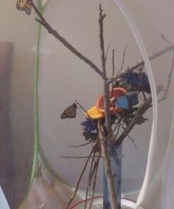 Trasfit Pop-up Insect and Butterfly Habitat Cage Terrarium - 24 Inches Tall 49 618SADWHaOL