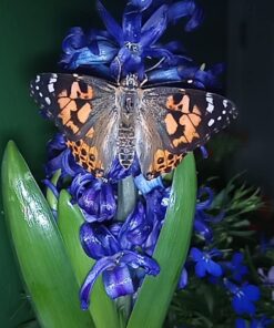 Insect Lore 5 Live Caterpillars Cup of Caterpillars Butterfly Kit Refill - Plus Butterfly Life Cycle Stages Toy Figurines - Shipped Now 49 618XqxLVOeL