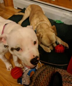 KONG Stuff-A-Ball Treats Dispense Dog Toy - Stuffable Dog Toy - Stuff Treats for Mental Enrichment - Dental Dog Toy for Healthy Teeth & Gums - Large Dogs Standard Packaging 33 618pNVZqRL