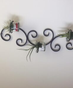 Air Plants Tillandsia Assortment 10 Pack Easy Houseplants for Beginners Small to Medium 1.5"-6"+ 33 618qM973TbL