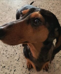 Life Line Pet Nutrition Wild Alaskan Fish Oil Omega-3 Supplement for Skin & Coat – Supports Brain, Eye & Heart Health in Dogs & Cats, 128oz 35 618rLop30eL 1