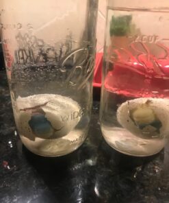 Surprise Growing Dinosaur Hatch Egg Kids Novelty Toy- Pack of 2 2 Pack 16 618wxYhVQtL