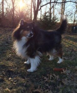 GREENIES Original Regular Natural Dog Dental Care Chews Oral Health Dog Treats, 27 oz. Pack (27 Treats) 27 Count (Pack of 1) 48 6191vk44tZL