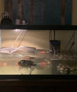 OASIS #64226 Turtle Ramp - Large 16-Inch by 11-Inch by 4-1/2-Inch, Black 43 6194aJsc6L