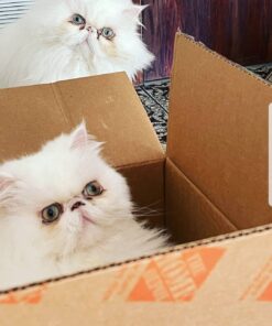 Royal Canin Persian Breed Adult Dry Cat Food, 7 lb bag 7 Pound (Pack of 1) 40 6195YchC57L