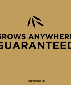 Scotts EZ Seed Patch & Repair Sun and Shade Mulch, Grass Seed, Fertilizer Combination for Bare Spots and Repair, 20 lb 20 lb. 1 Pack 39 6198UwE xYL 1