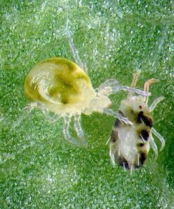 5,000 Live Neoseiulus (Amblyseius) Californicus 4 619MukMtnyL