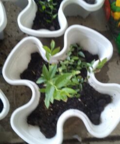 Miracle-Gro 75052430 All-Purpose Garden Soil, 2 CF 26 619bQfszhWL