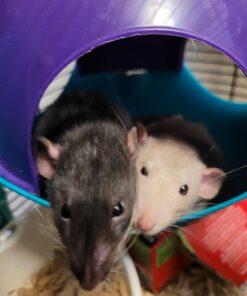 Lixit Critter Space Pod Hideaway Home for Guinea Pigs, Rats, Mice, Hamsters, Gerbils and Other Small Animals (Assorted, Large) Assorted 60 619dvMTWddL