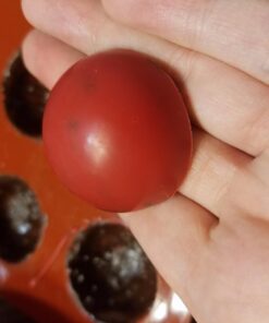 FUNSHOWCASE 15 Cavity Semi Sphere Half Round Dome Silicone Mold Chocolate Teacake Baking Tray, Orange 41 619iwwUKUPL