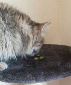 FELINE GREENIES Natural Dental Care Cat Treats Catnip Flavor, 5.5 oz. Pack 32 619mBOCzzbL