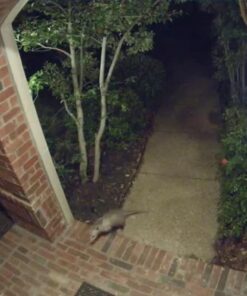 Google Nest Cam Outdoor 2-Pack - 1st Generation - Weatherproof Outdoor Camera - Surveillance Camera with Night Vision - Control with Your Phone 68 619rXE6AVL