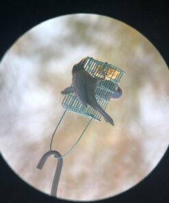 Suet Songbird Very Berry Cake, 16 Pack 21 619u9BGS3qL