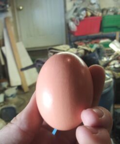 SallyFashion 7 Pcs Wooden Fake Eggs, 3 Colors Wooden Easter Egg Wood Eggs for Crafts Fake Chicken Eggs Nesting Eggs Easter Home Decor 30 61A4krg0iiL